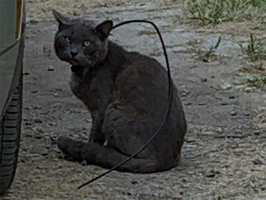 sdhs_cat_062921.jpg