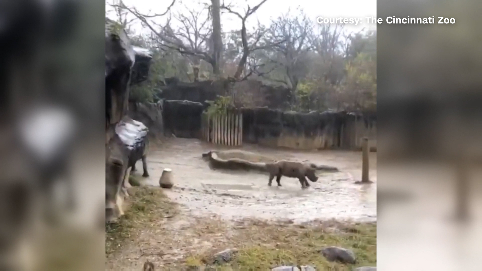BabyRhino.jpg