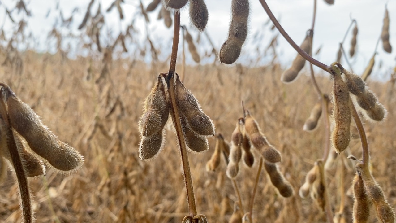 Ohio farmers feel pinch as China shifts soybean buys amid trade war