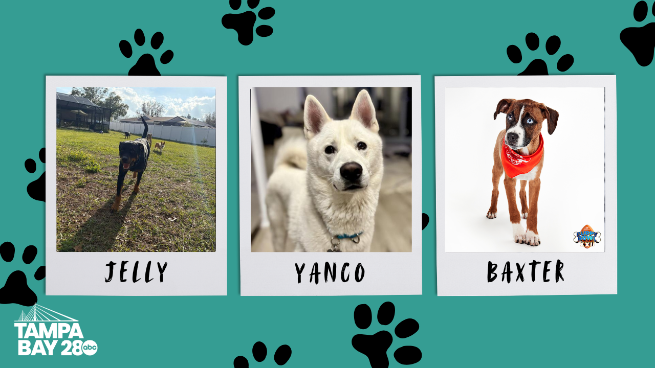 Tampa Bay 28 - Rescues in Action.png