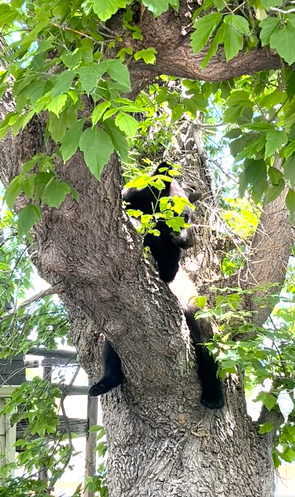 Black bear euthanized in Boulder 7-12-23