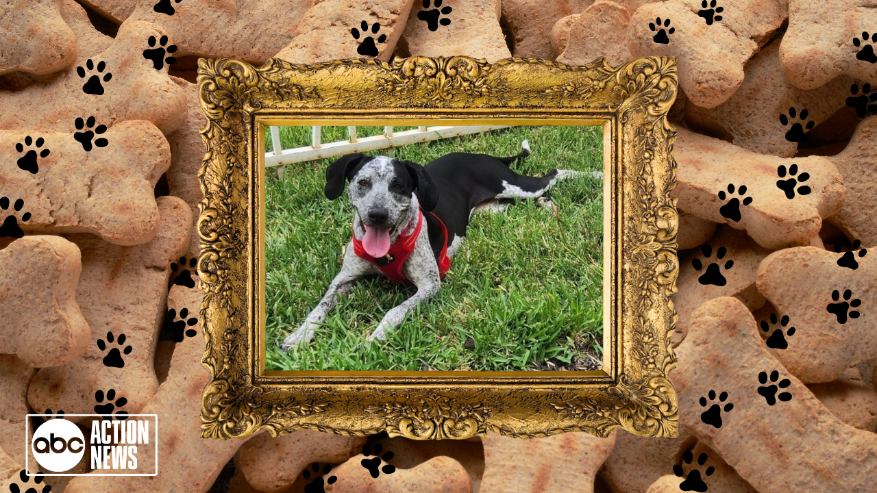 Rescues in Action: Honey