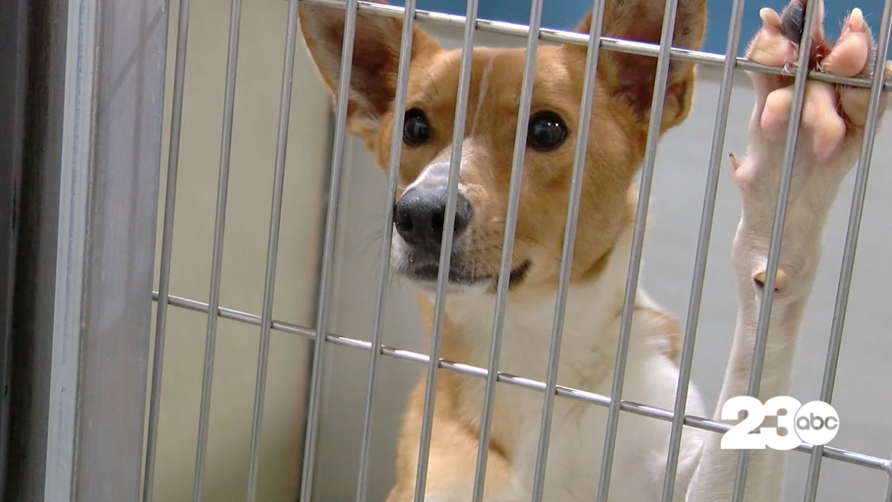 Dog in a Shelter Cage (FILE)