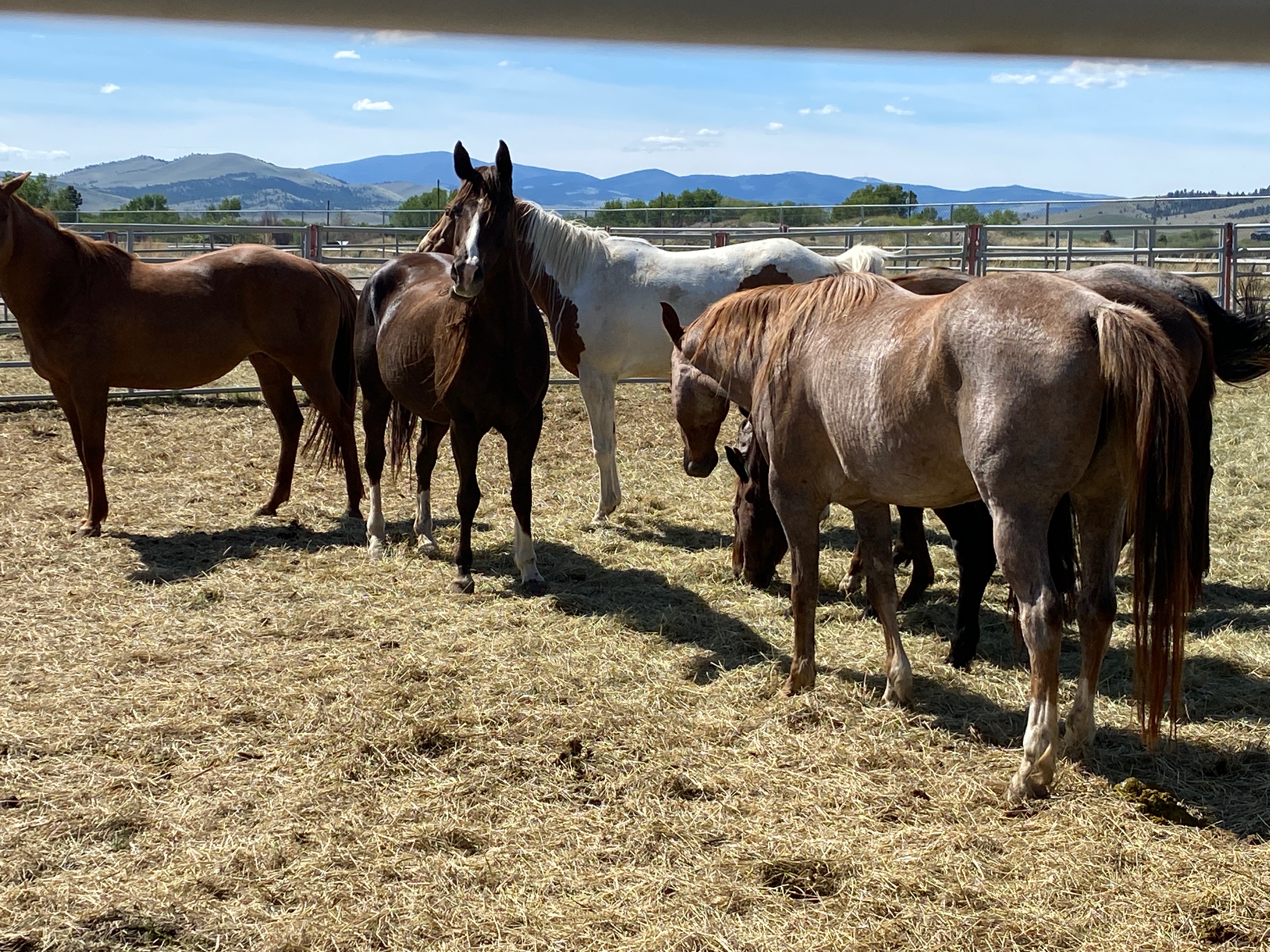 horse neglect 1
