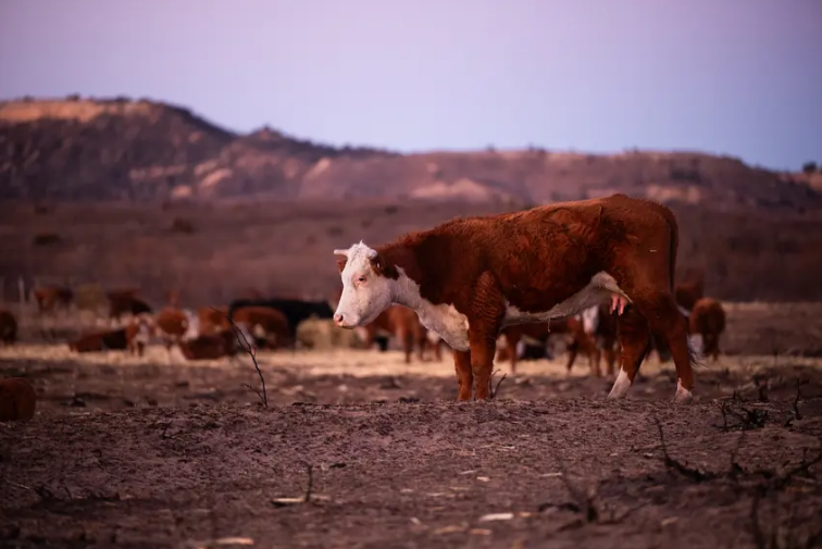 Cattle stand in the burn scar from the Smokehouse Creek fire March 3, 2024, in Hemphill County.