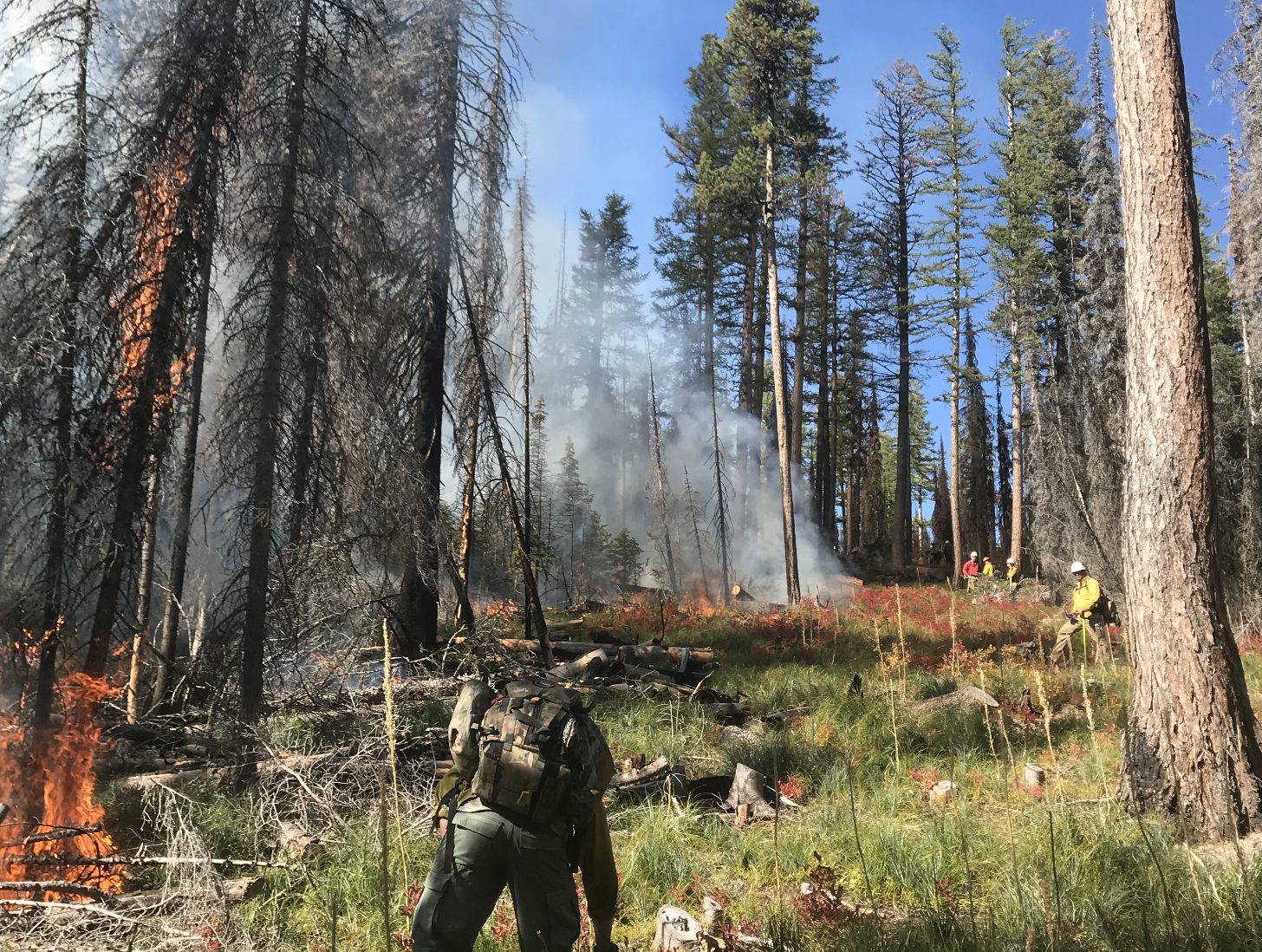 Flathead National Forest fire official shares benefits of prescribed burning - Vimarsana News