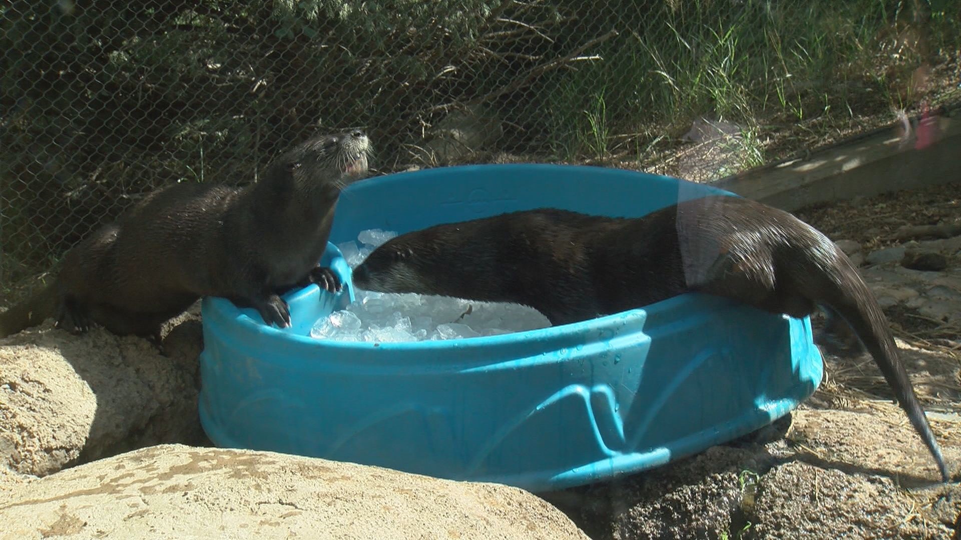 North American River Otters