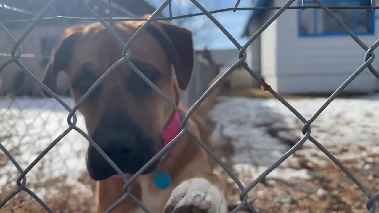 Billings mail carrier faces misdemeanor charges after allegedly spraying dog - Vimarsana News