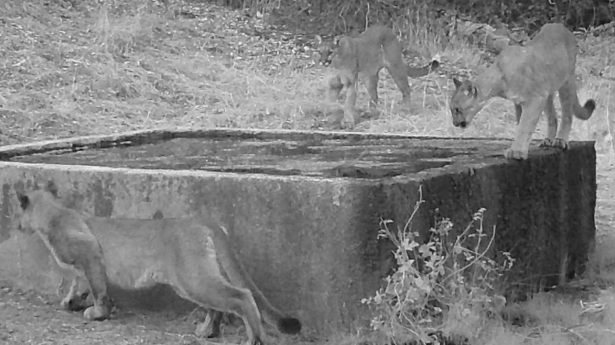 Trail cameras capture mountain lion cubs and moms across San Diego County 