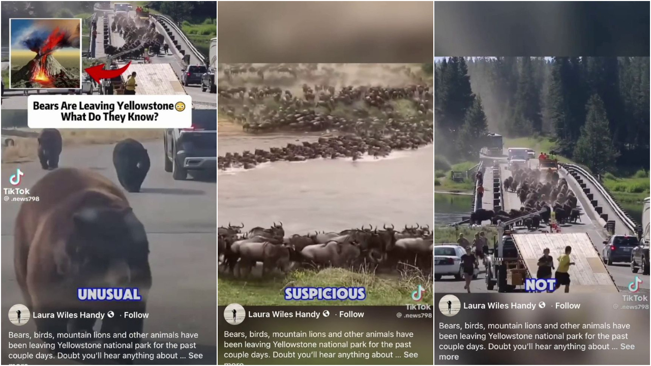 No, animals are not fleeing Yellowstone National Park ahead of an eruption