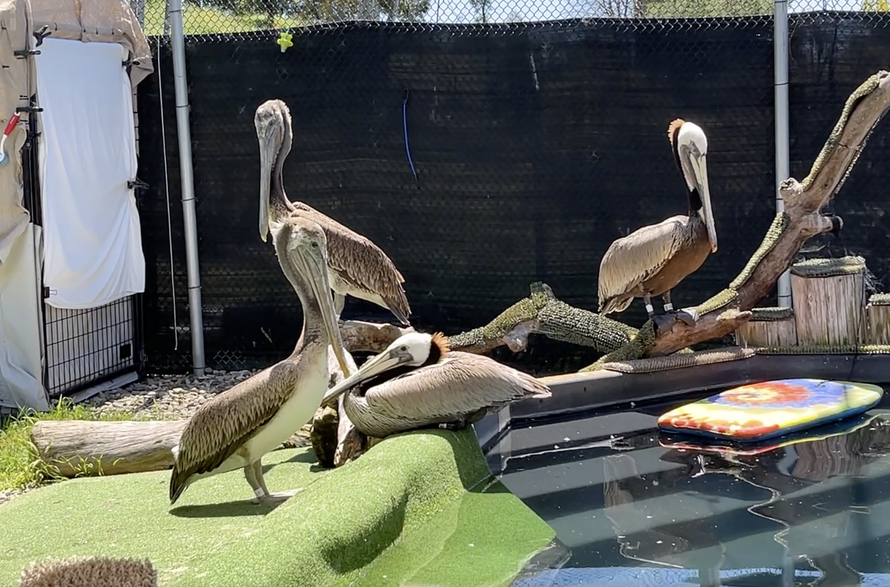 PELICANS IN REHAB