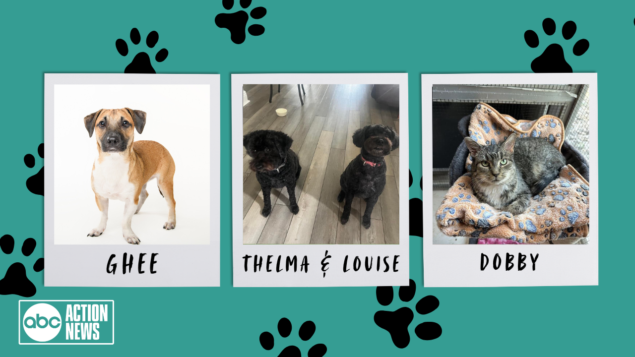 Rescues in Action June 21