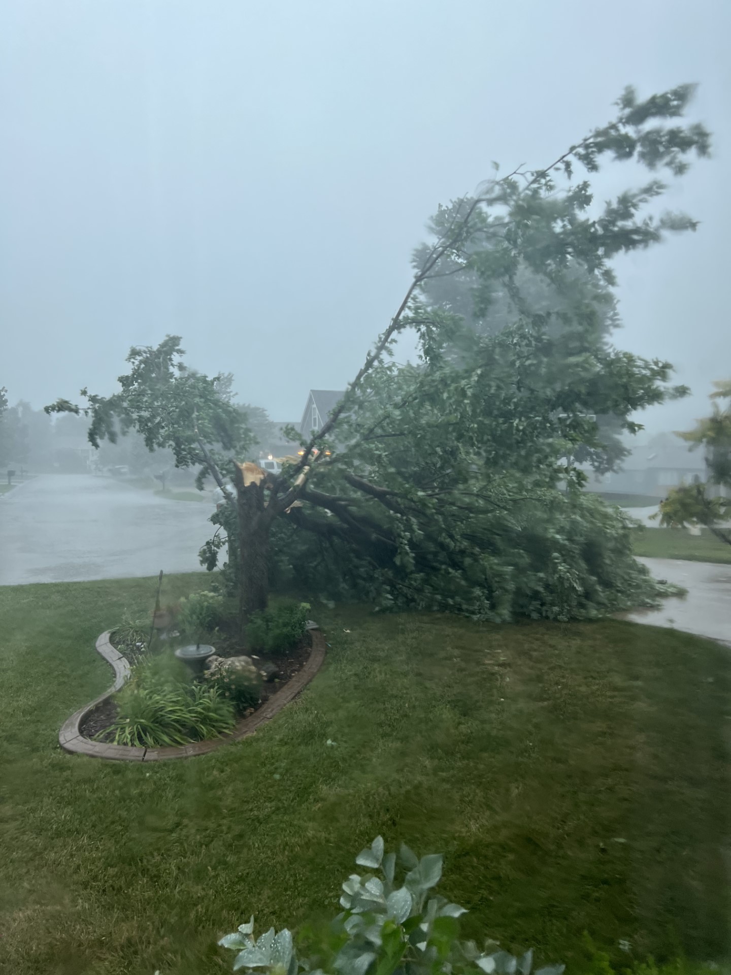 Downed tree in Grain Valley