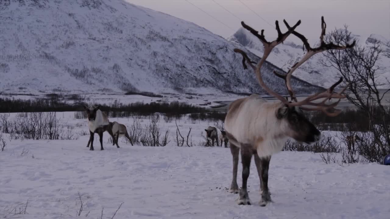 reindeer