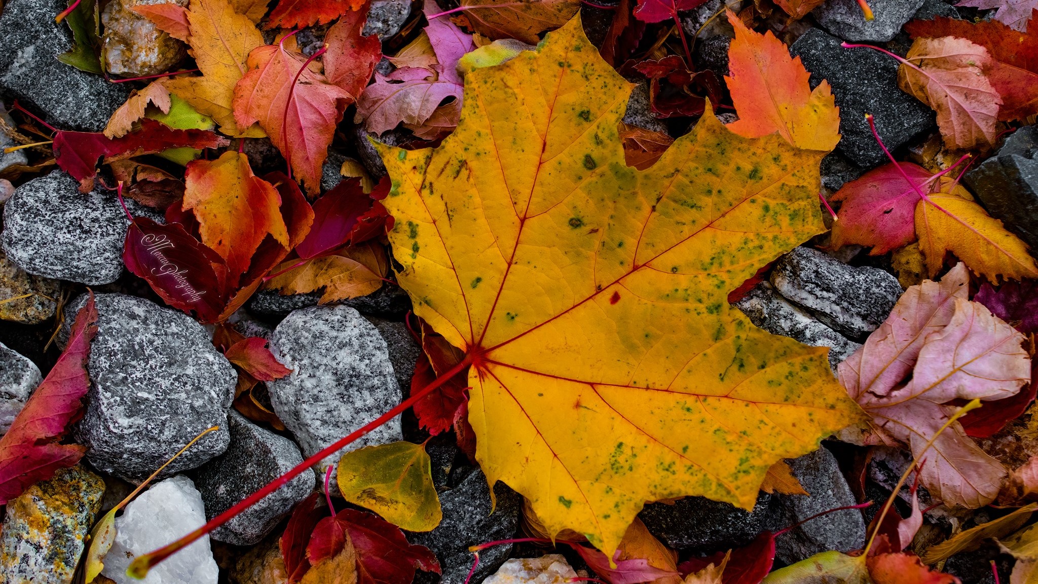 Kara Marcus maple leaf Colorado Springs