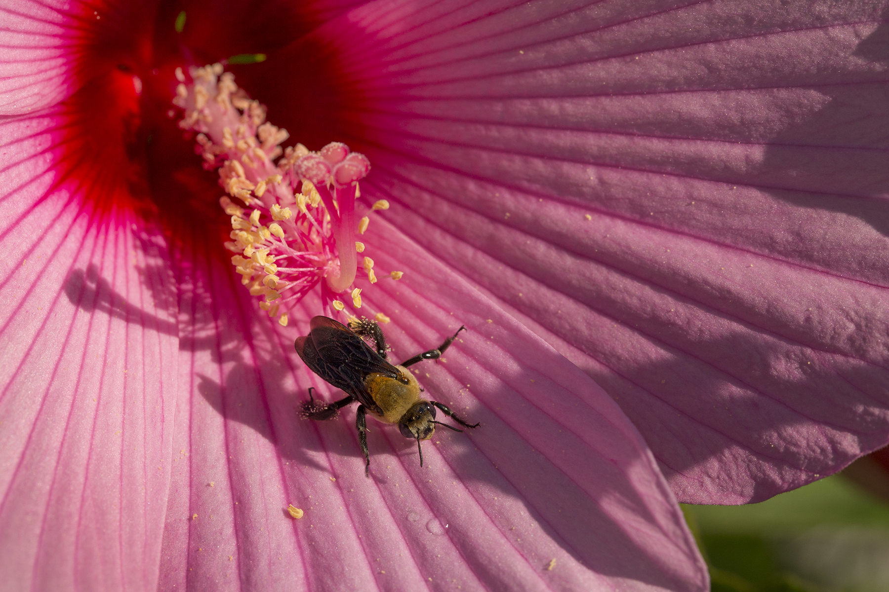 Bee_Campus_081522_C.jpg