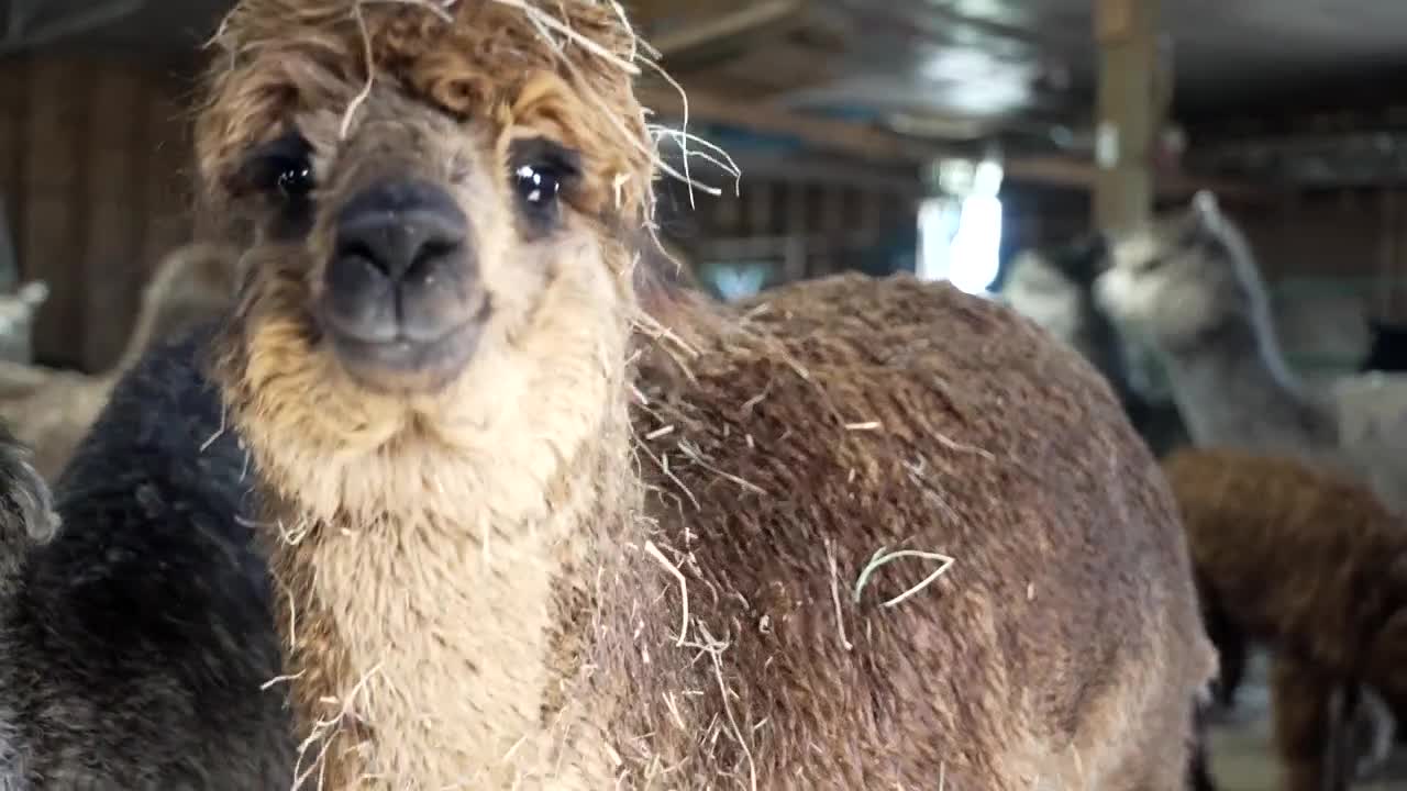 alpaca smile.jpg