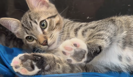 CAT-astrophic: Nancy J Brua Animal Care Center at capacity for cats, after second kitten season 