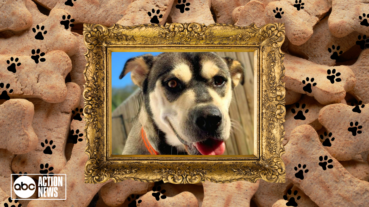 Rescues in Action: Synder