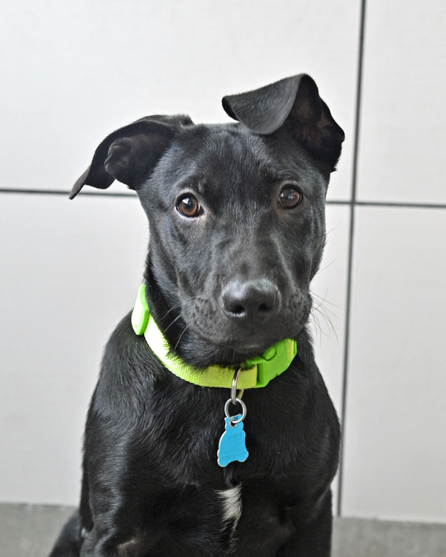 Cane-1.jpg