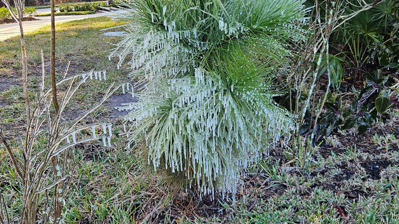 Frozen Tree Palm City
