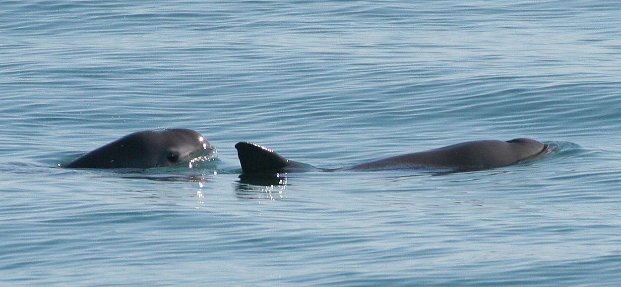 Vaquita6_Olson_NOAA.jpg