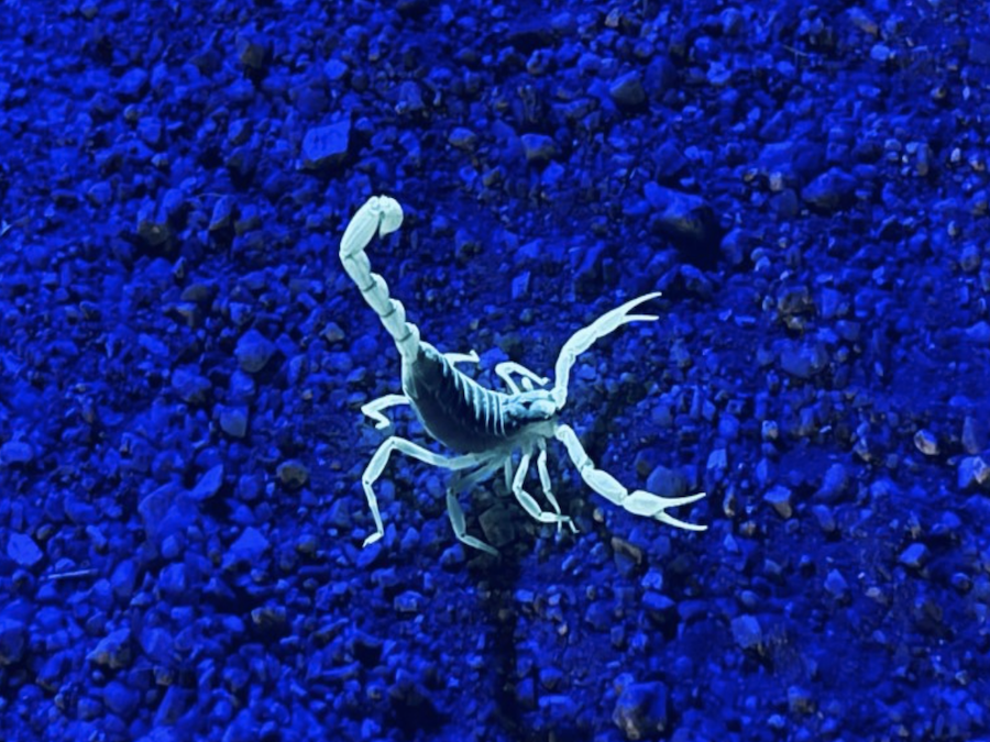 Scorpion Black Light.png