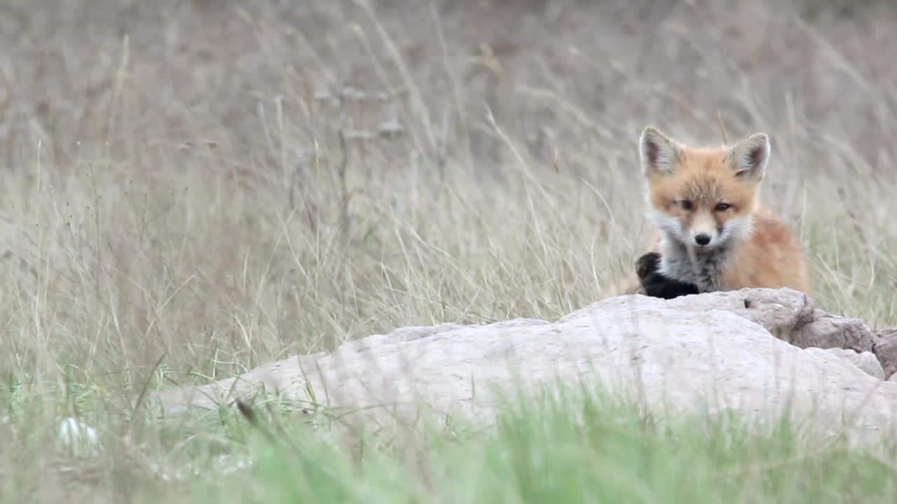fox