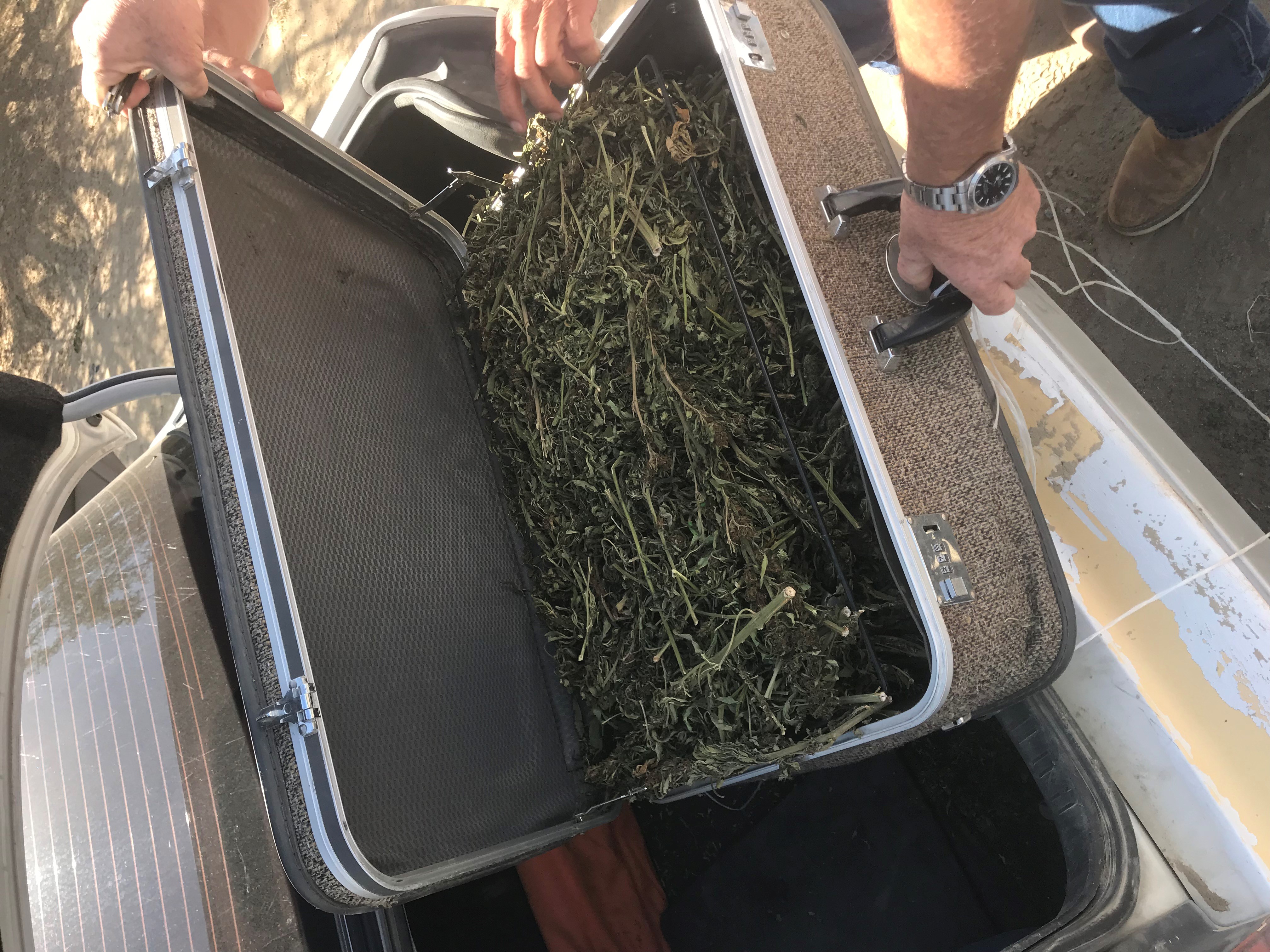 Hemp Wasco