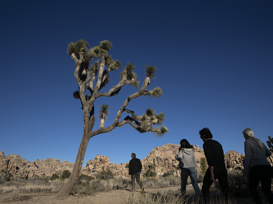 Joshua Tree California