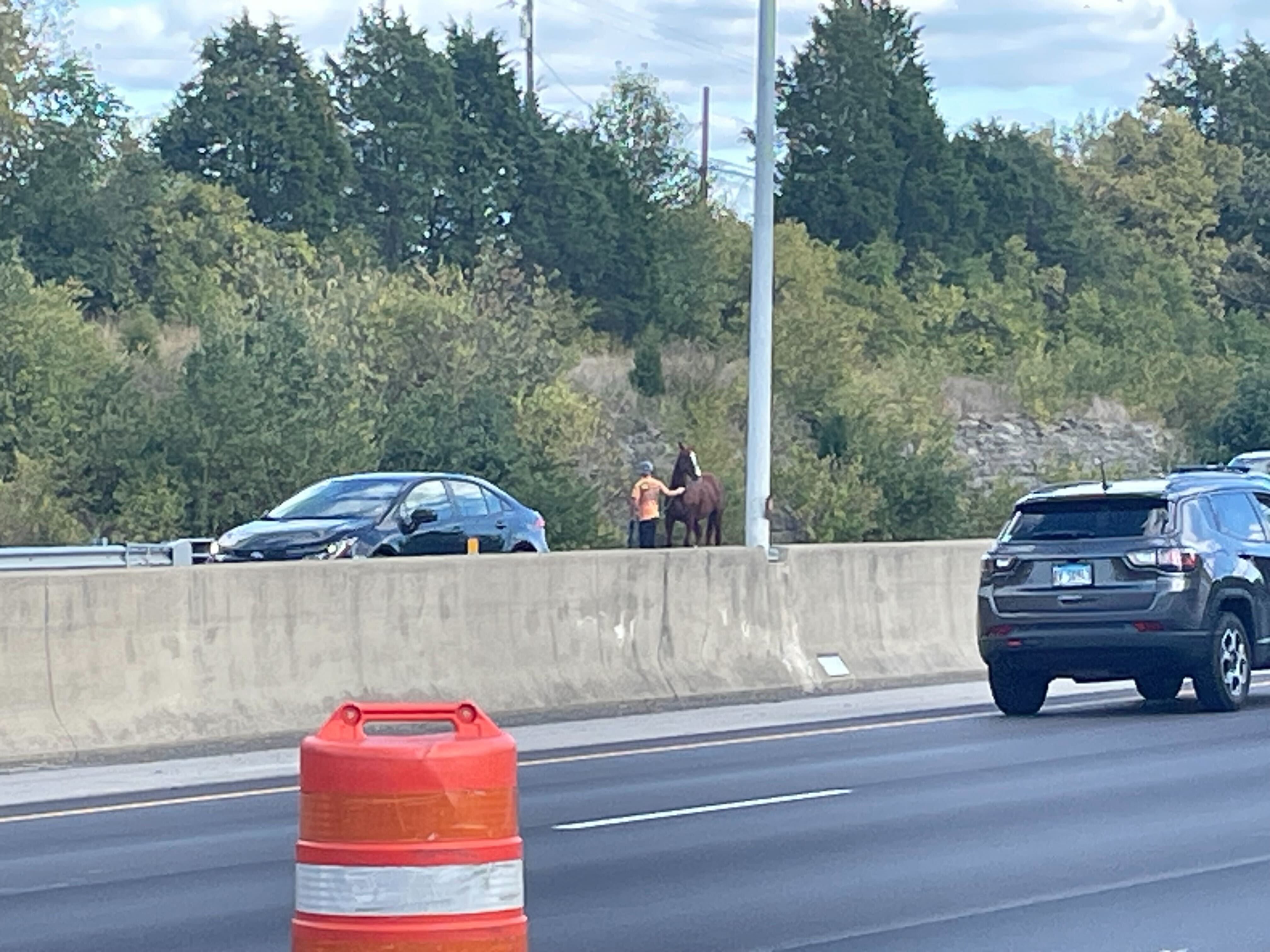 Horse on I-75