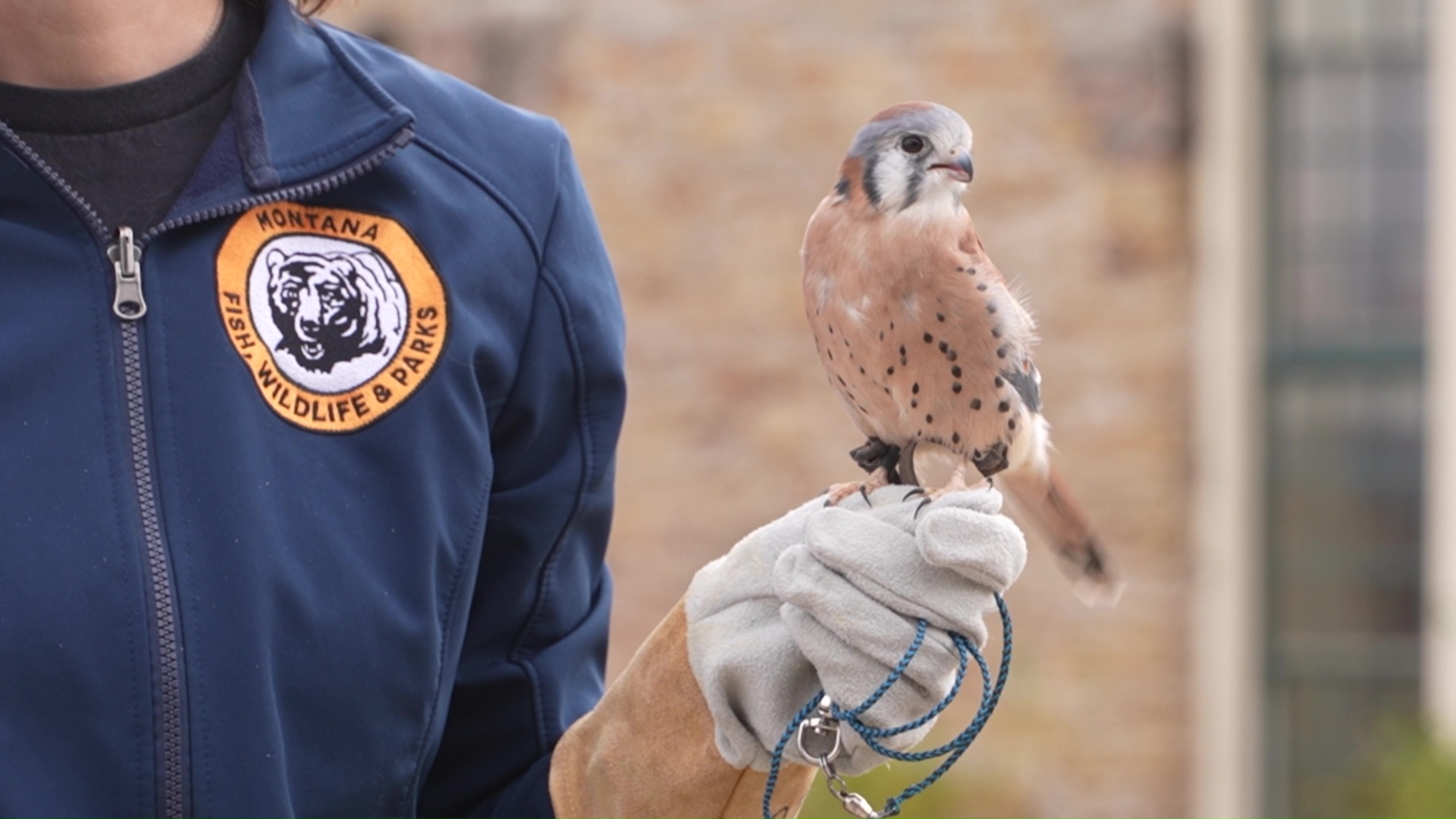 Montana Wild breaks ground on new avian building
