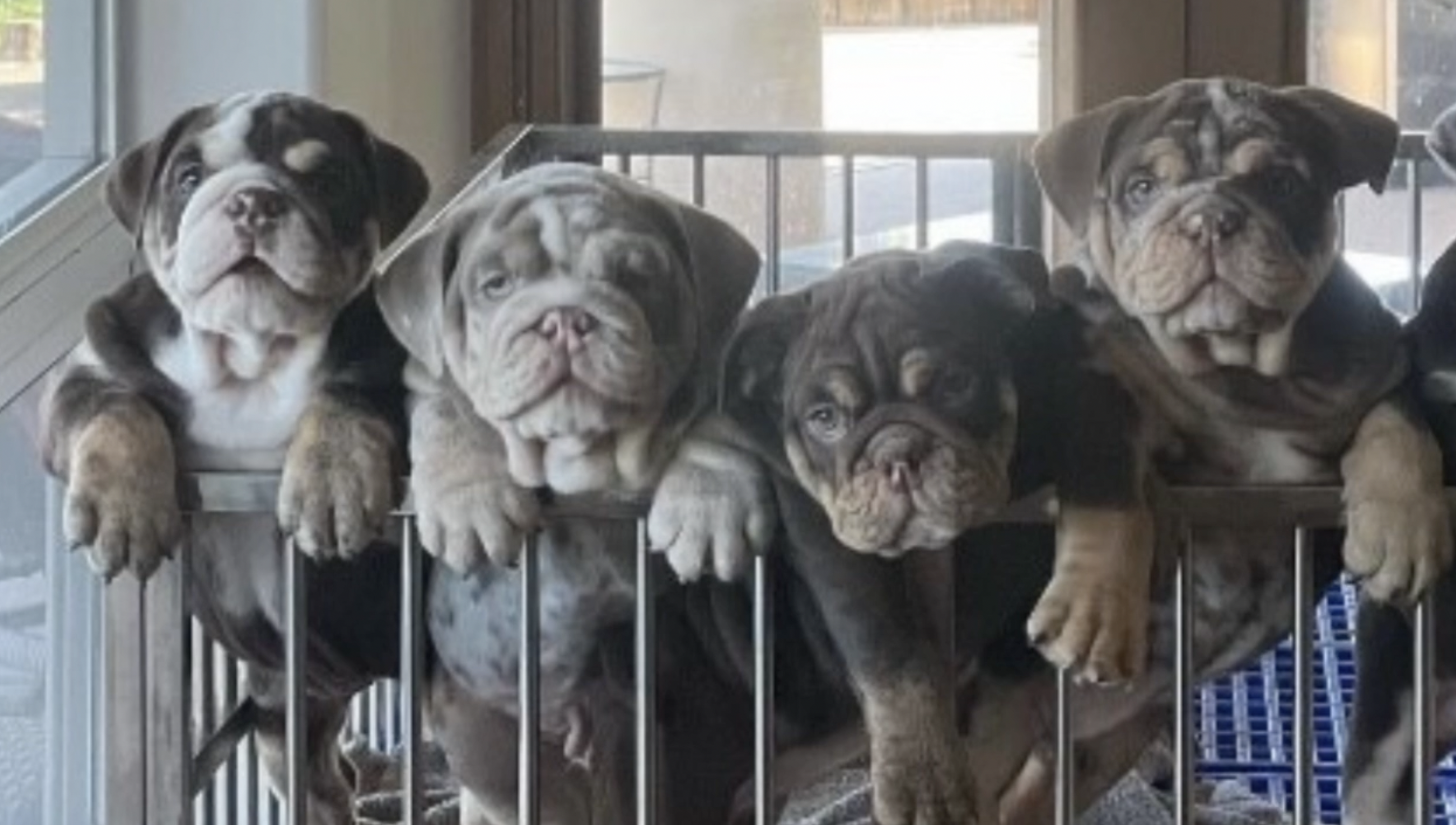 13 Investigates: Busting backyard breeders 