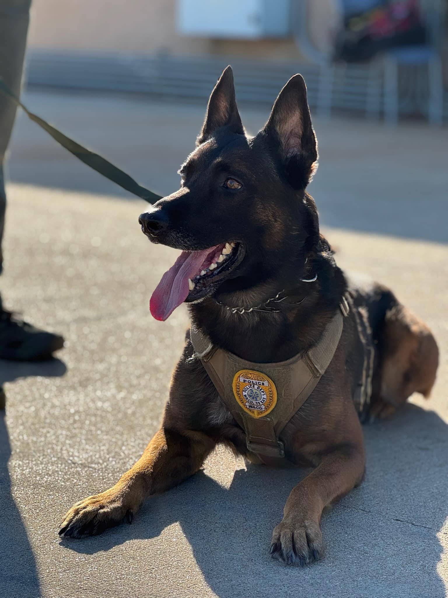 Waco PD K9 Officer Andor