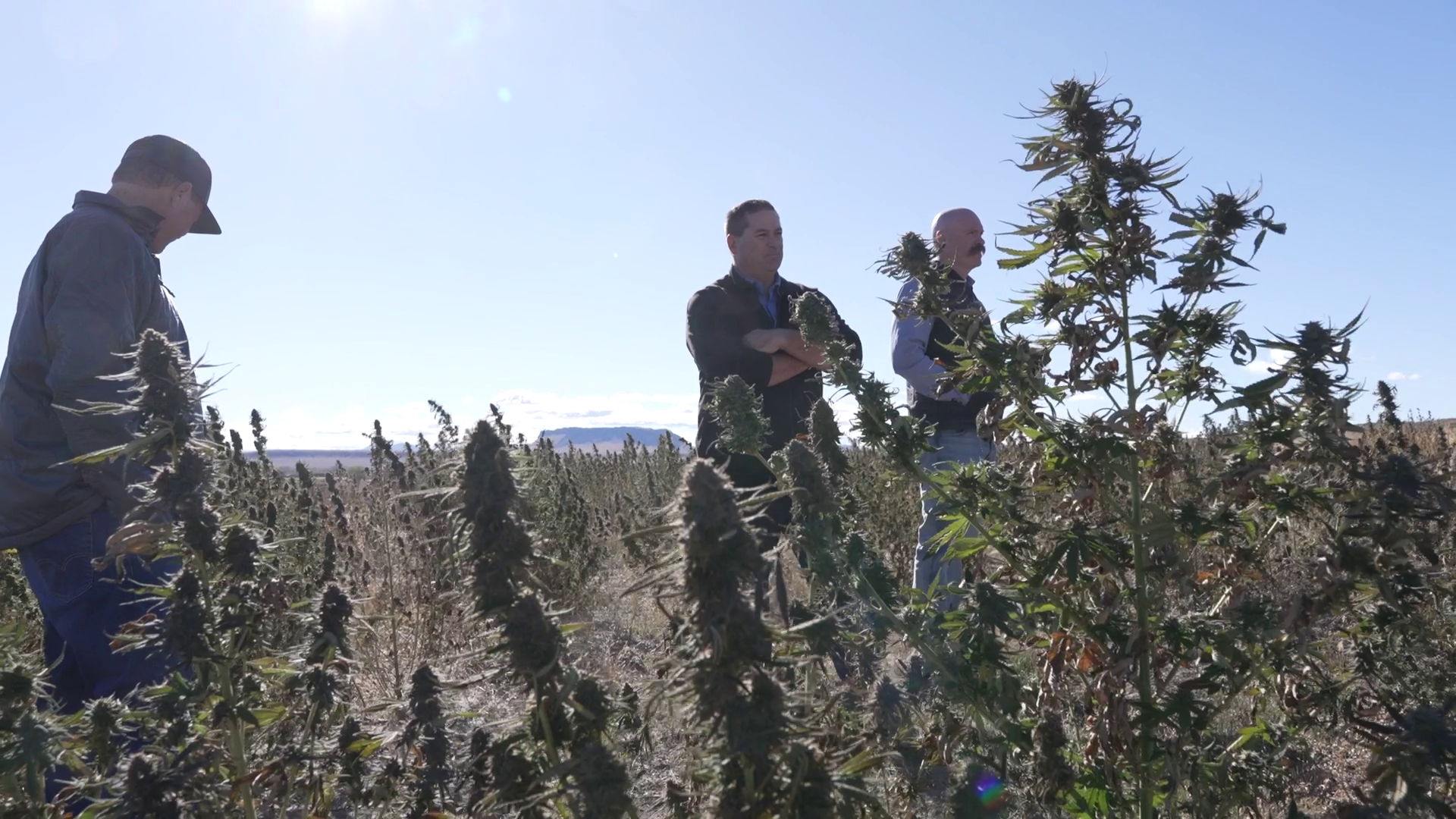 Montana hemp industry faces uncertain future as legislation threatens agricultural sector