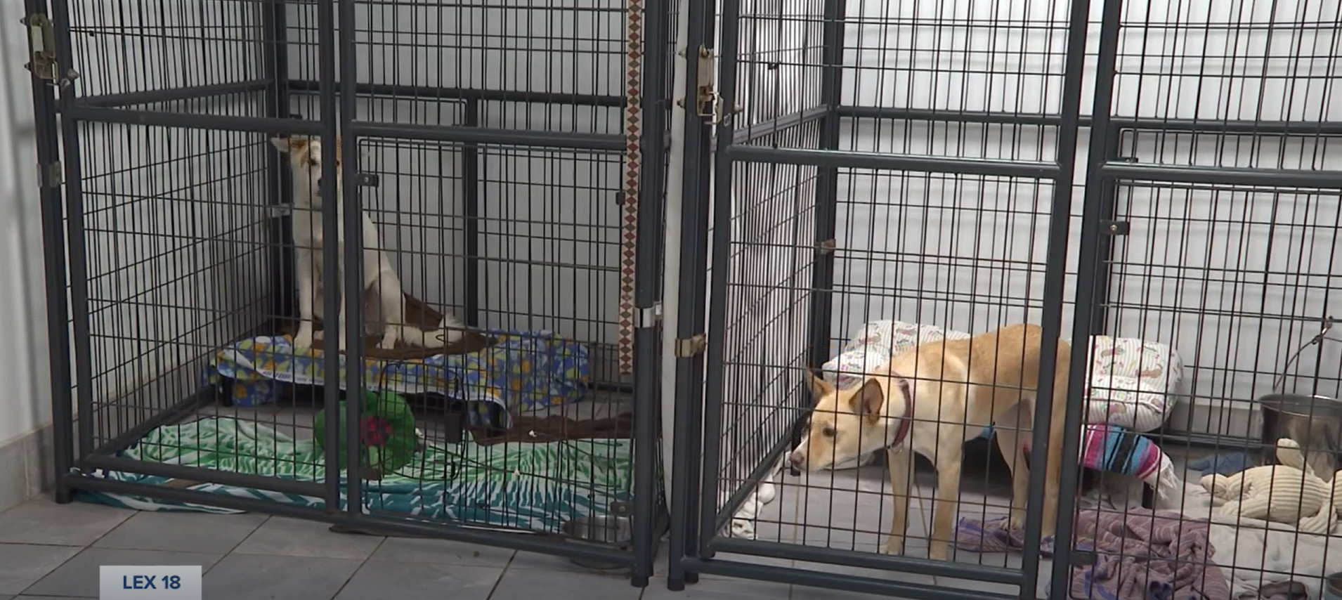 shelter dogs.png