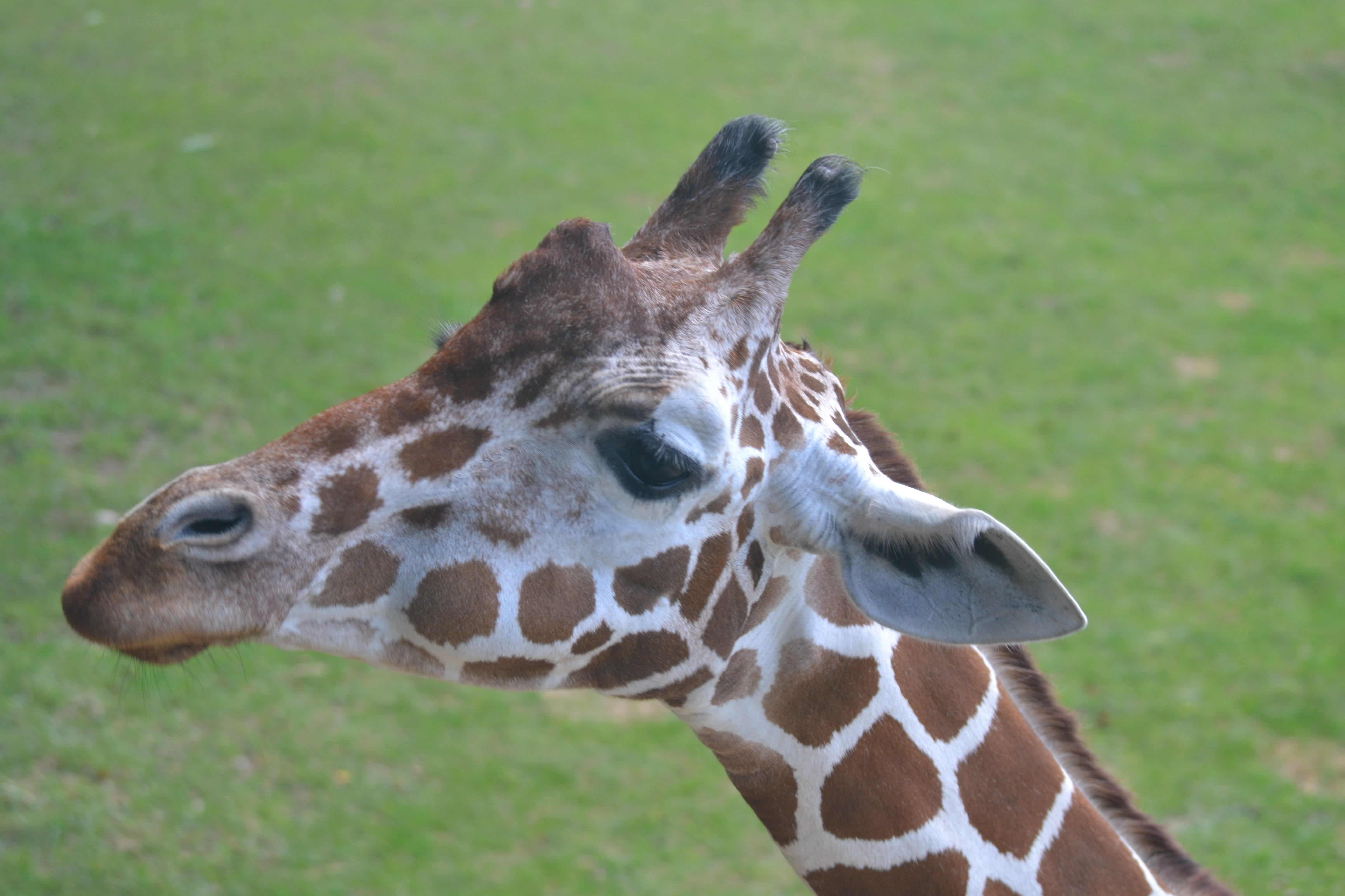 Makena the Giraffe