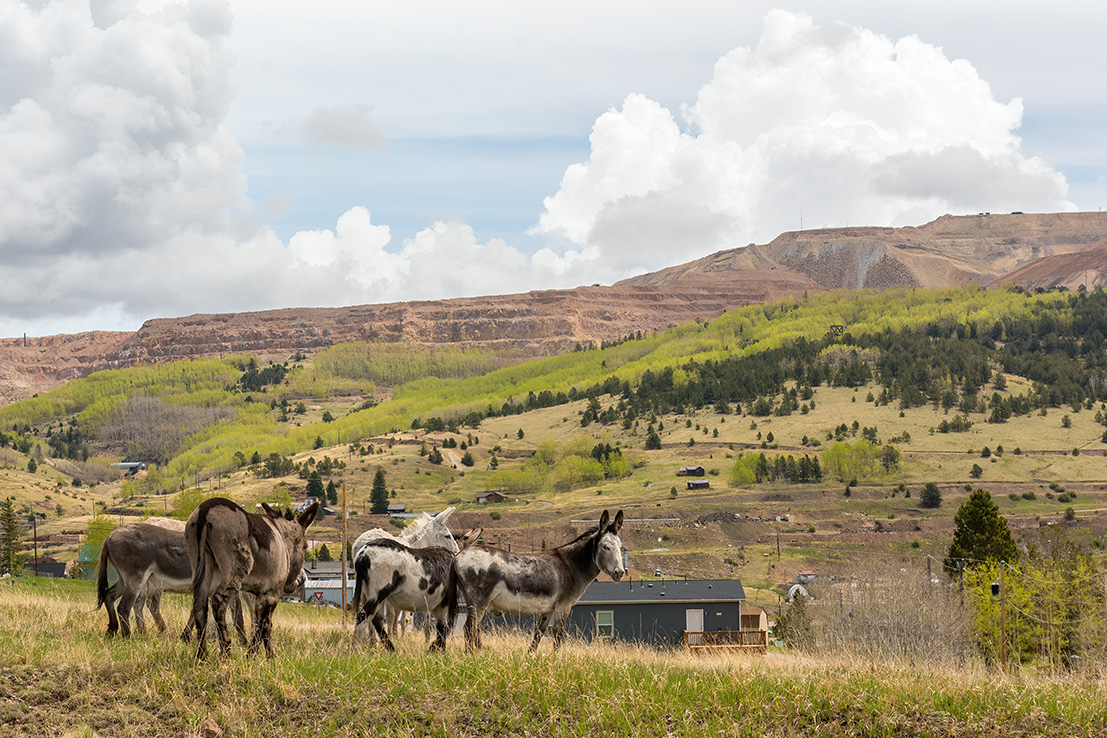 Cripple Creek Donkey Release 