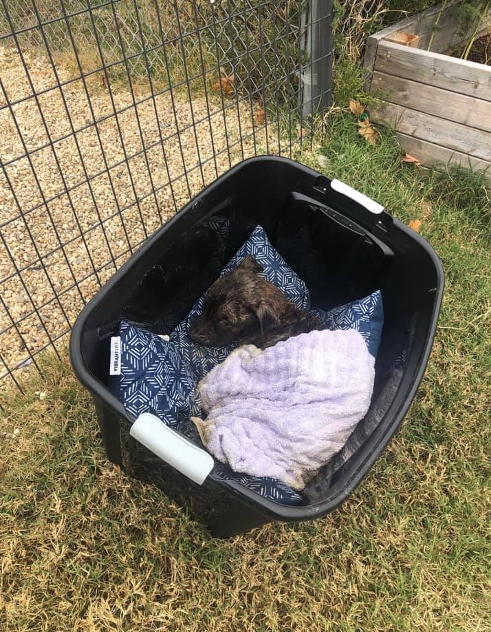 Richmond Animal Care and Control.jpg