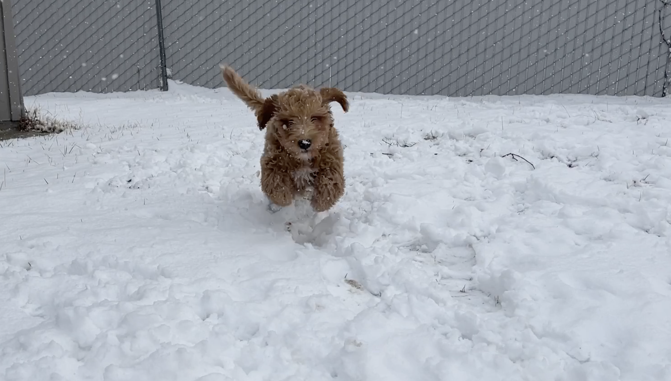 Running Pup