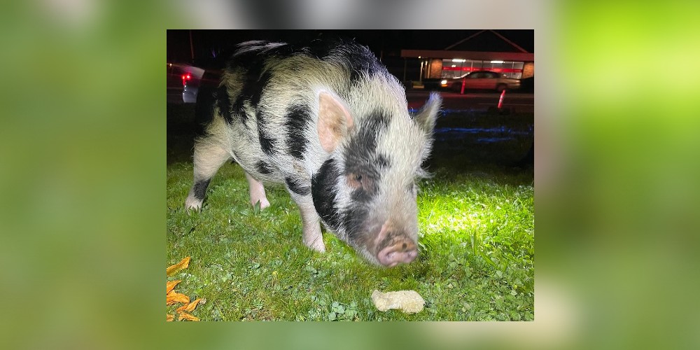 pig-rescued.jpg
