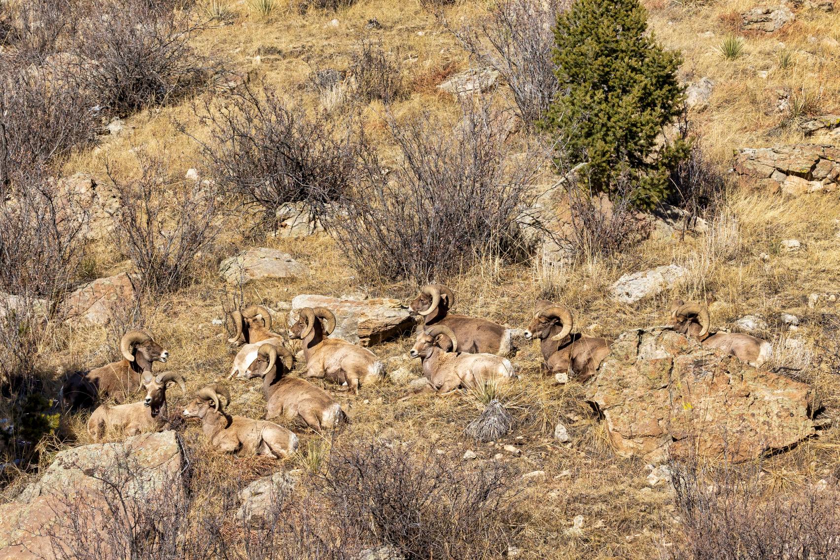 Big Horn Sheep Larry Marr.jpg