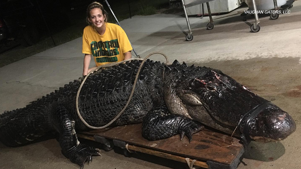Gator weighing more than 450 pounds survives collision with semi-truck in Florida, later euthanized