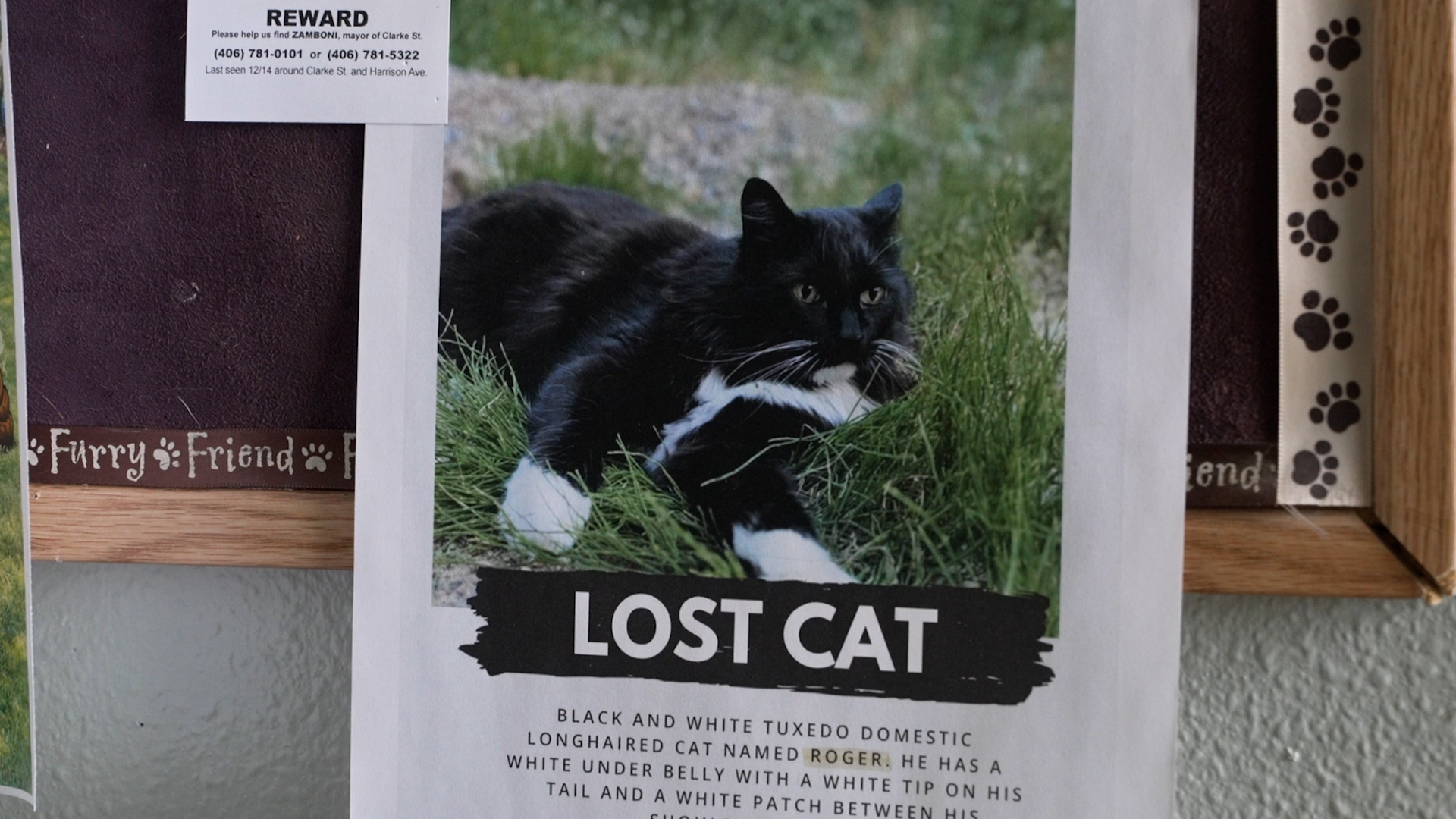 Lost cat