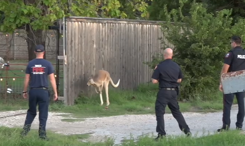 Waco kangaroo escape