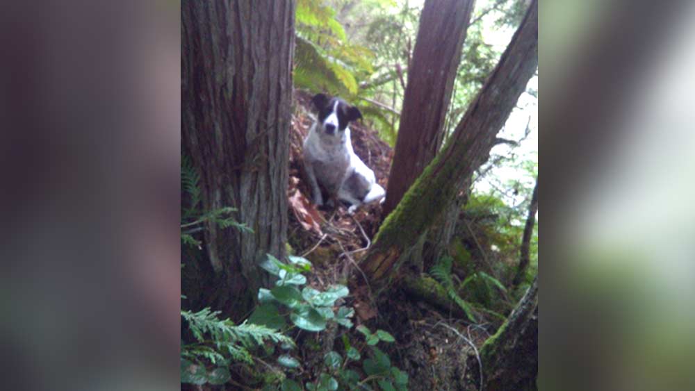wptv-dog-stays-with-hiker-who-died.jpg