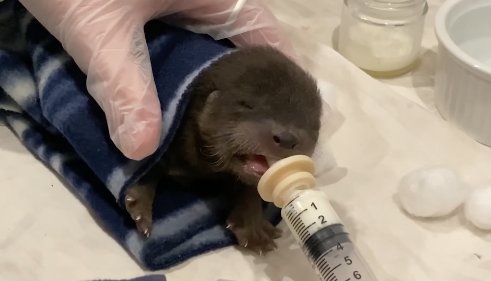 otter.png