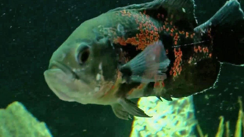 wptv-oscar-fish-.jpg