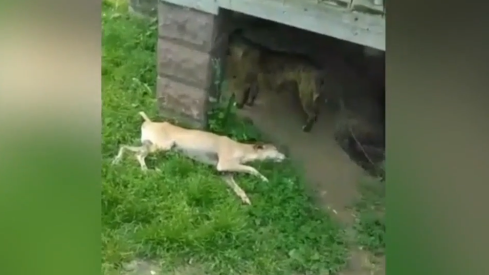 dying dog rescued from heat in Detroit