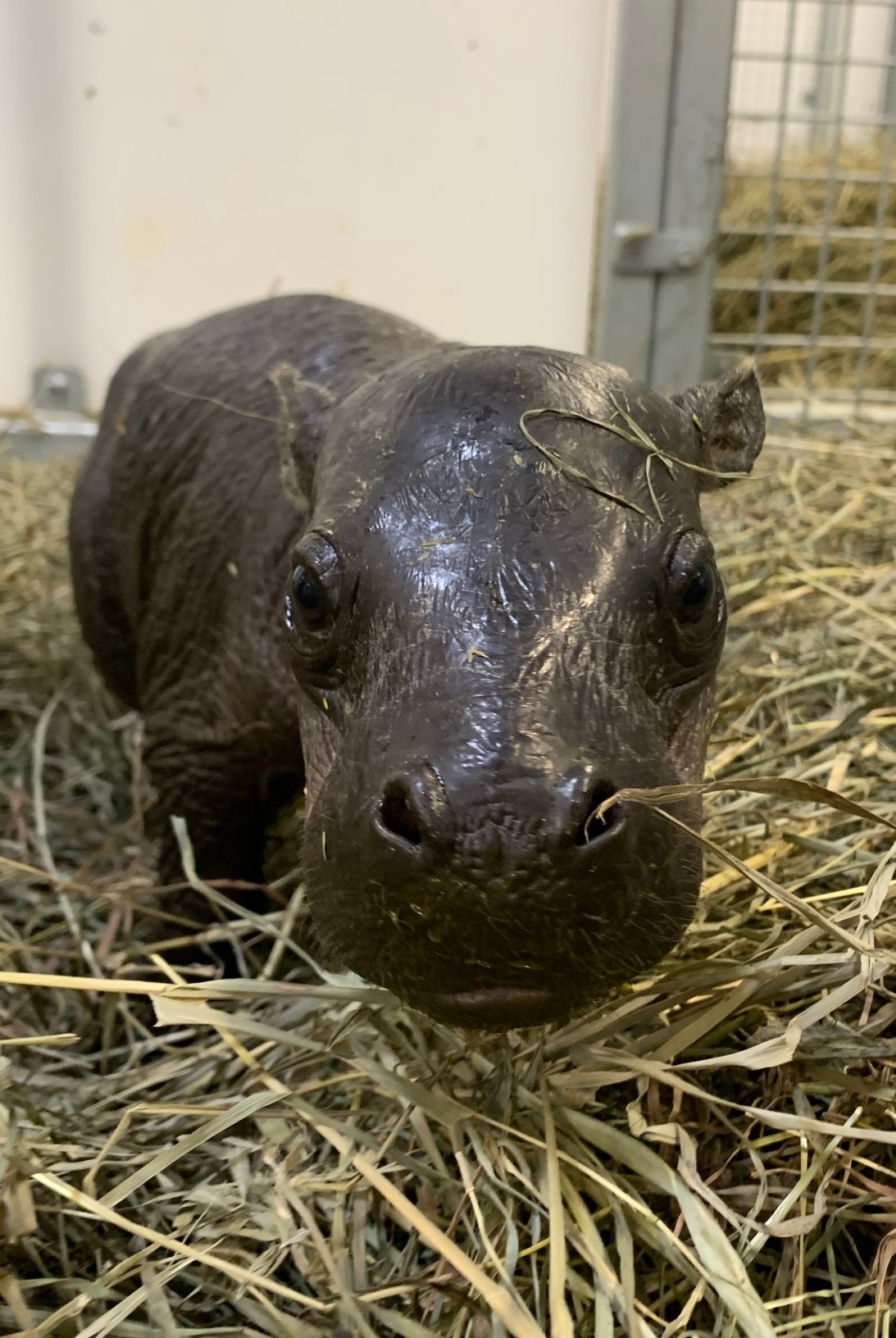 Hugo the hippo 1.jpg